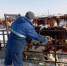 Опасен и для человека - Газета Степная нива
